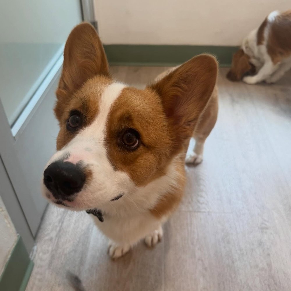 Smiles the corgi visiting The Pawfect Friend