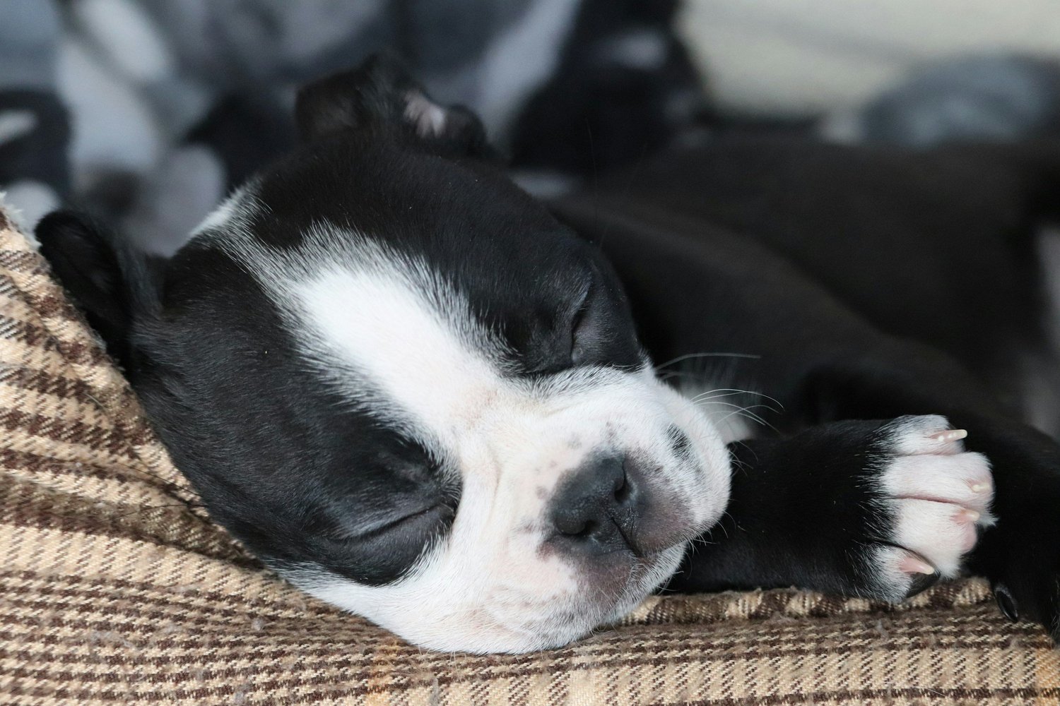 A puppy resting comfortably
