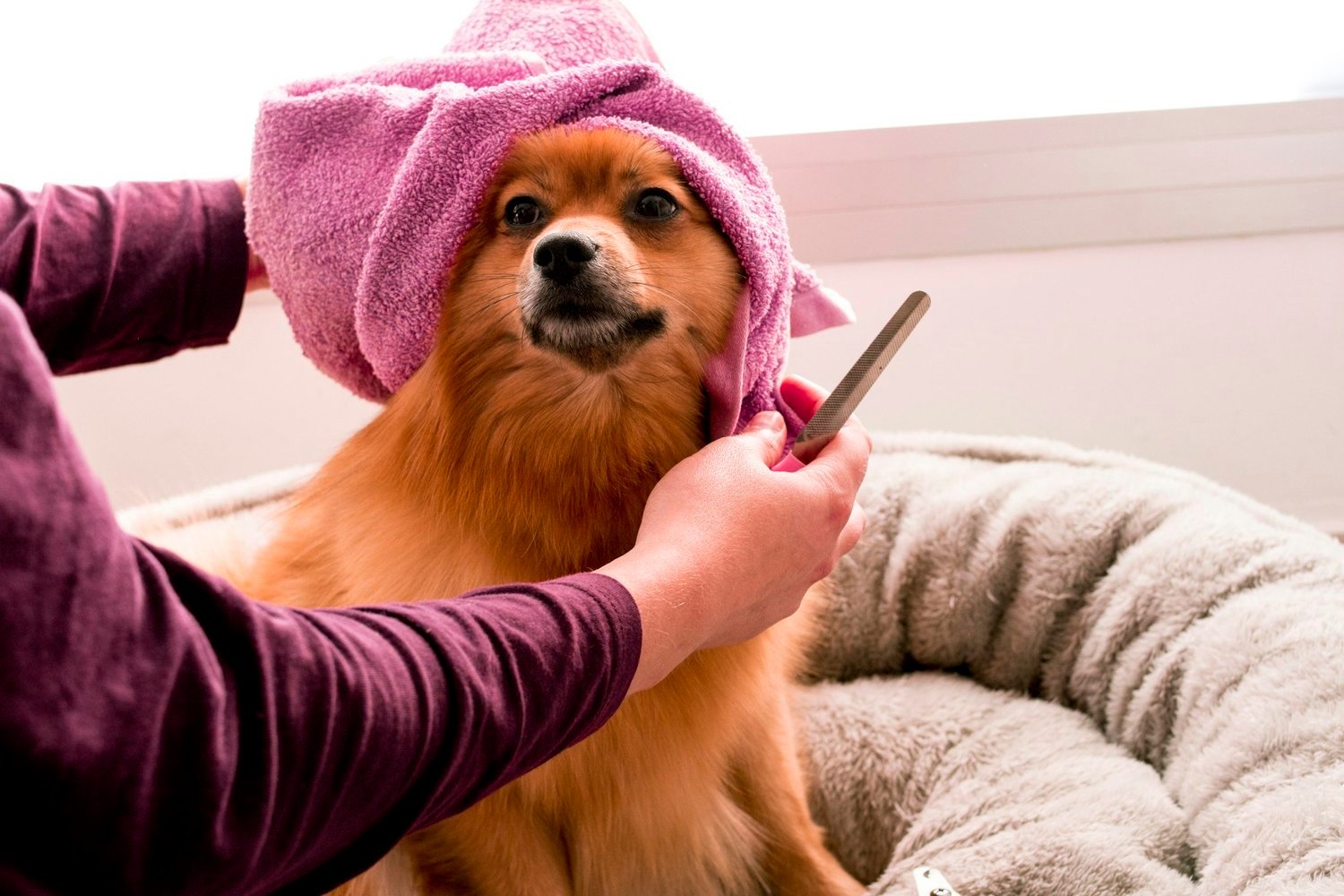 A dog enjoying gentle grooming care