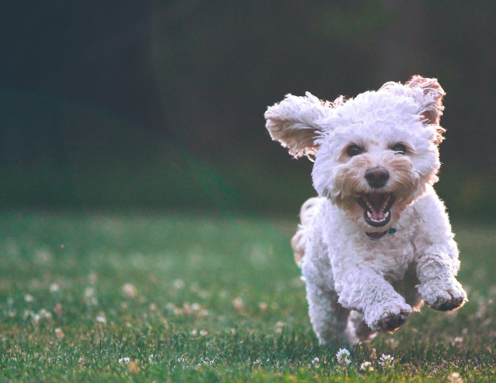 A joyful white dog running across the grass